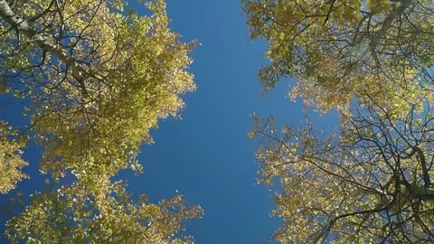 Look Up Yellow Leaves Stock Footage 82273962