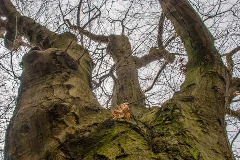 Looked up at the pattern of the big tree. Stock Photos