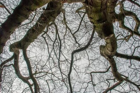 Looked up at the pattern of the big tree. Stock Photos