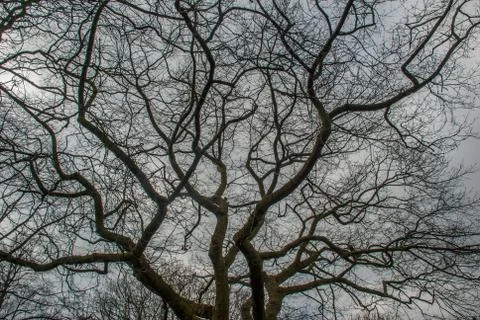 Looked up at the pattern of the big tree. Stock Photos