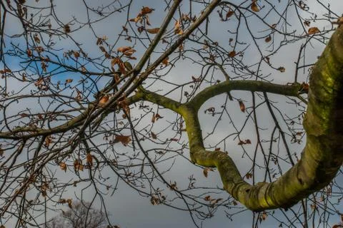 Looked up at the pattern of the big tree. Stock Photos