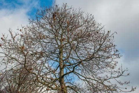 Looked up at the pattern of the big tree. Stock Photos