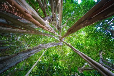 Looking Up 2 Stock Photos