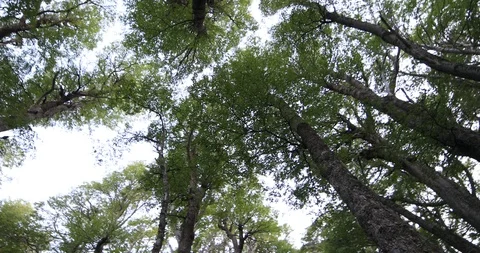 Looking above to tree tops from inside nothofagus woods. Patagonia, Argentina. 스톡 동영상 126711623