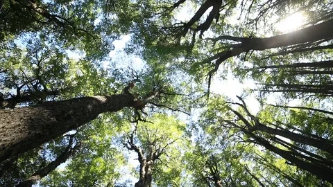 Looking above to tree tops from inside woods, detail of drone flying along scene 스톡 동영상 126738608