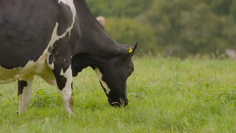 Looking across a field with scattered cows Stock Footage 124832672