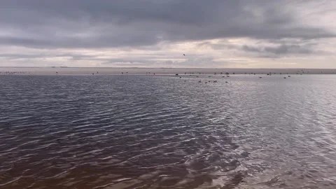 Looking across the lagoon to the gulls at sunset 스톡 동영상 160124609
