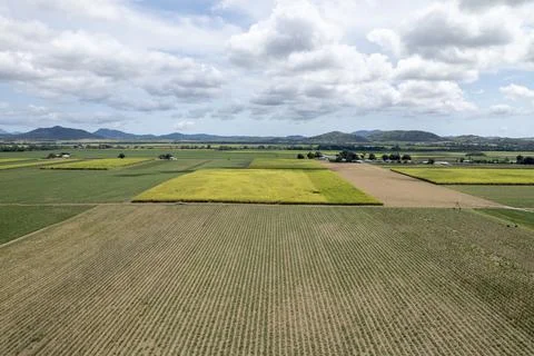Looking Across A Patchwork Of Sugarcane Paddocks Stock Photos