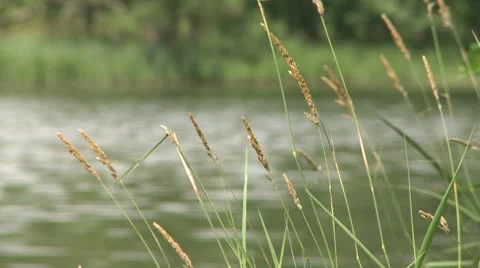 Looking across the river through the grass (2 of 3) Stock-Footage 10772559
