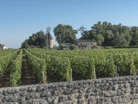 Looking across vines at a windmill Stock Photos