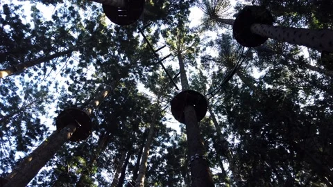 Looking up at adventure climbing park with several platforms high in Stock Footage 138913289