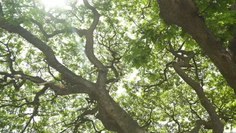 Looking up to aged big tree having extend branch green leaf with sunlight Stock Footage 198823063