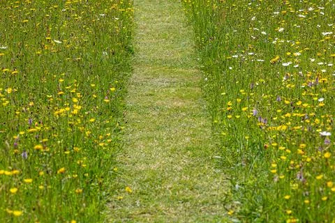 Looking along a grass pathway through a wildflower meadow, with selective foc Foto stock