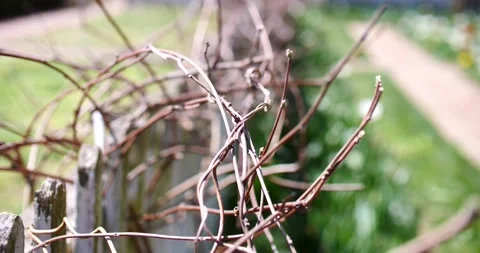 Looking along a hedgerow of pruned leafless plants Stock-Footage 151499964