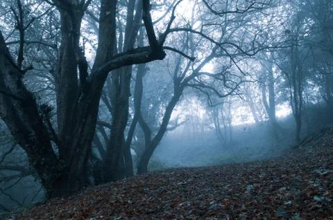 Looking along a path through a forest of winter trees on a foggy, moody day. Stock Photos