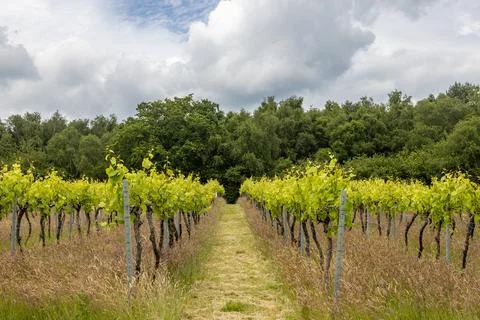Looking along rows of vines in a vineyard in Sussex, with new leaves on the.. Stock Photos