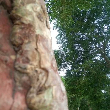Looking up along thick tree trunk featuring smooth red wood and grey bark Stock Photos