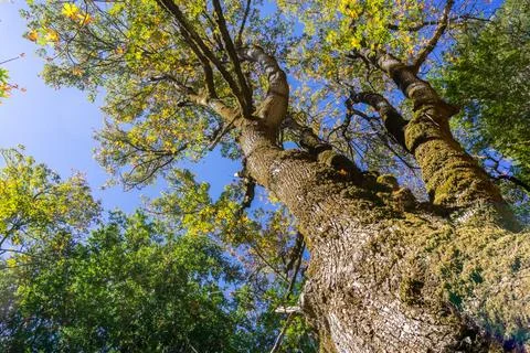 Looking up along the tree trunk of a big leaf maple tree on a sunny autumn .. Stock-Fotos