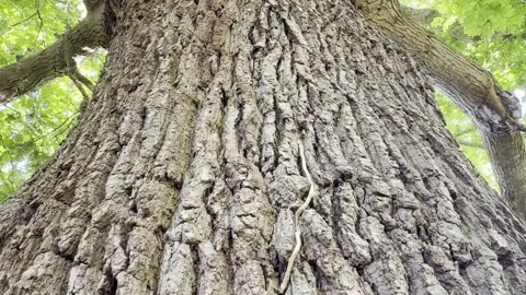 Looking up ancient cracked oak tree trunk Vídeos de archivo 334760217
