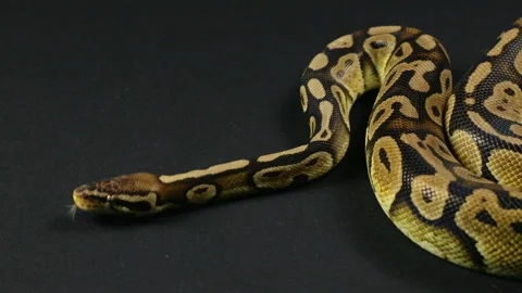 Looking and crawling royal python Stock-Footage 88638245