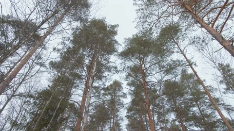 Looking up at and moving through wintery pine trees  Stock Footage 146277718