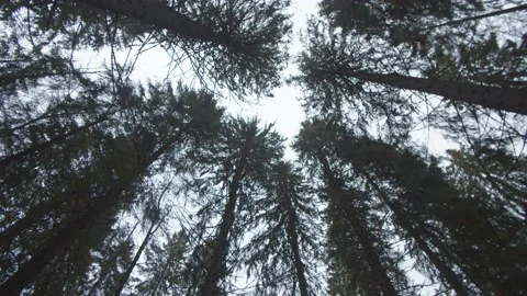 Looking up at and moving through wintery pine trees  Stock Footage 146279781