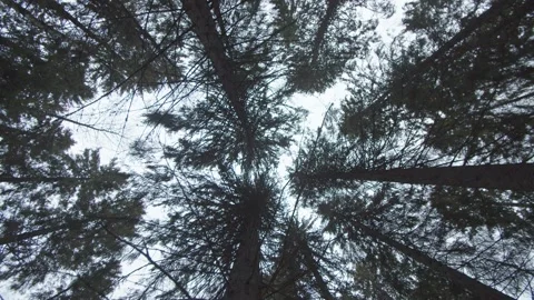 Looking up at and moving through wintery pine trees  Stock Footage 146280115