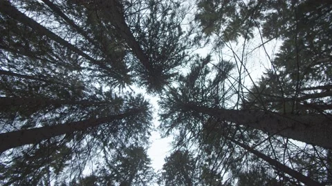 Looking up at and moving through wintery pine trees  Stock Footage 146280727
