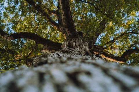 Looking Up and Old Oak Tree Stock Photos