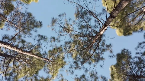 Looking up and rotate in forest tree branches with blue sky on background ot Video stock 123353643