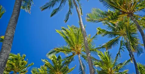 Looking Up and Surrounded by Huge Palm Trees Stock Photos