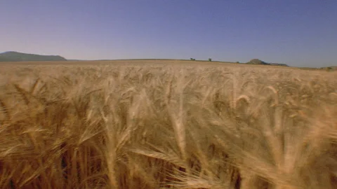 Looking up and through wheat stalks Stock Footage 310537922