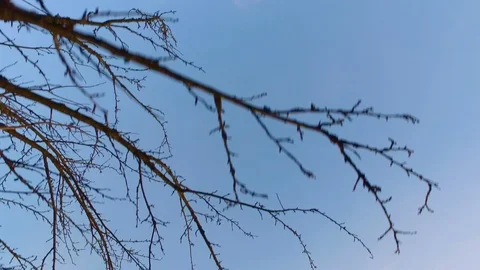 Looking up and walking in a forest Stock Footage 87295846