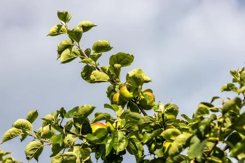 Looking up at apples growing on a tree in summer Stock Photos