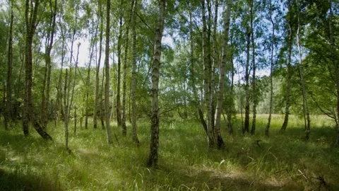 Looking around in a Birch Forest on a Summer day. Stock-Footage 228721336