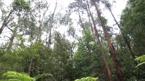 Looking around in a forest 4k Stock Footage 146500464