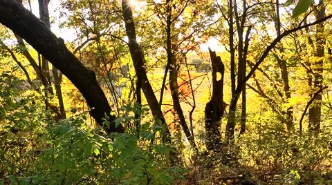 Looking Around in Forest Stock Footage 50511301