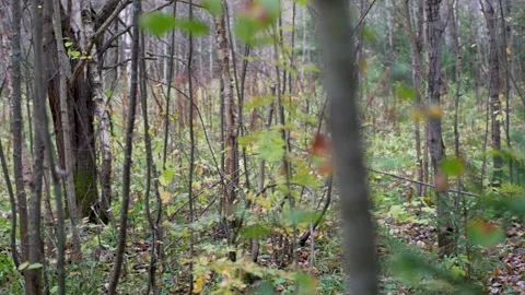 Looking around forest. Get lost in the forest concept Video stock 286125717