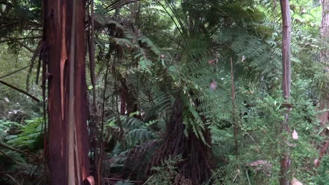 Looking around the Forest path 4k Stock Footage 146500420