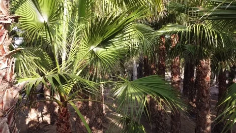 Looking around in the middle of palm trees tops Video stock 138234485
