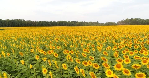 Looking around the sunflower field Stock Footage 98912966