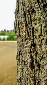 Looking around the tree at the lake Stock Photos
