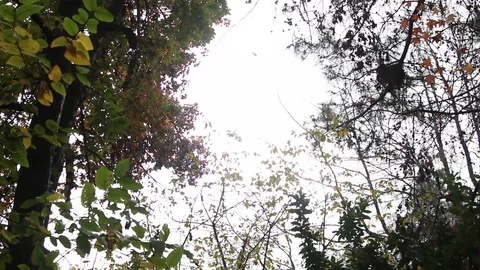 Looking Around Tree Plants, Oakland Zoo California  MVI 0105 Stock Footage 101494160