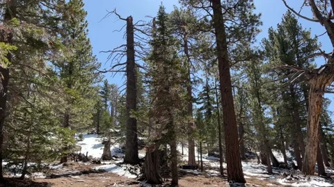 Looking Around at the Trees in Mt San Jacinto State Park Stock Footage 175835023