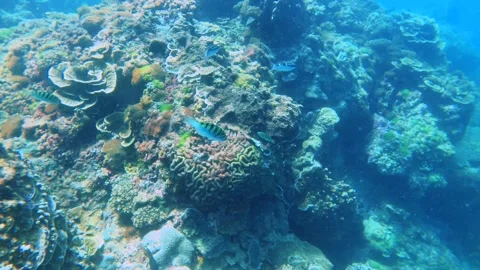 Looking around turning 360 degree view at the shallow bottom of sea slop with va Stock Footage 303409560