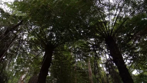 Looking around under the Fern Tree 4k Stock Footage 146500428