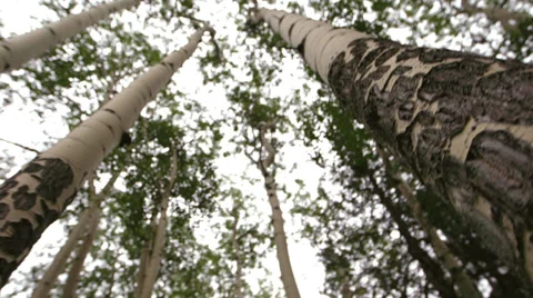 Looking up Aspen Trees Stock Footage 32596020