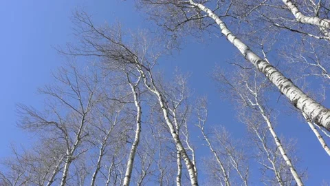 Looking up at aspen trees with no leaves swaying in a strong wind with blue sky  Stock Footage 228687365