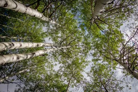 Looking up at Aspen Trees Foto stock