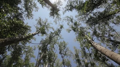 Looking up at Aspen trees, the wind moves them. Camera moves. Stock Footage 94420955